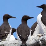 Winter Bird Watching on Cape Ann is an Off-Season Delight