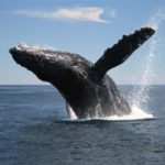 Have a Whale of a Time — Whale Watching on Cape Ann