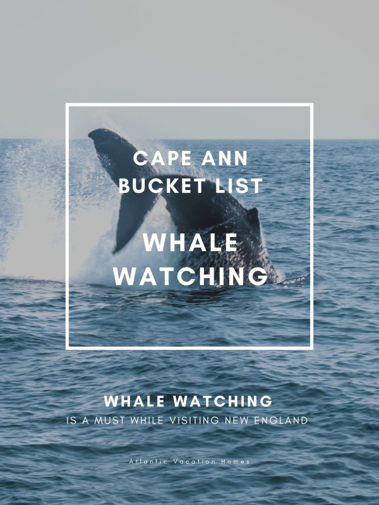 Cape Ann Whale Watching - Gloucester, MA