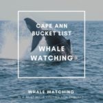 Whale Watching Season On Cape Ann
