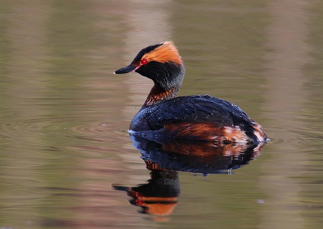 A Horned Grebe. Photo: Pixabay