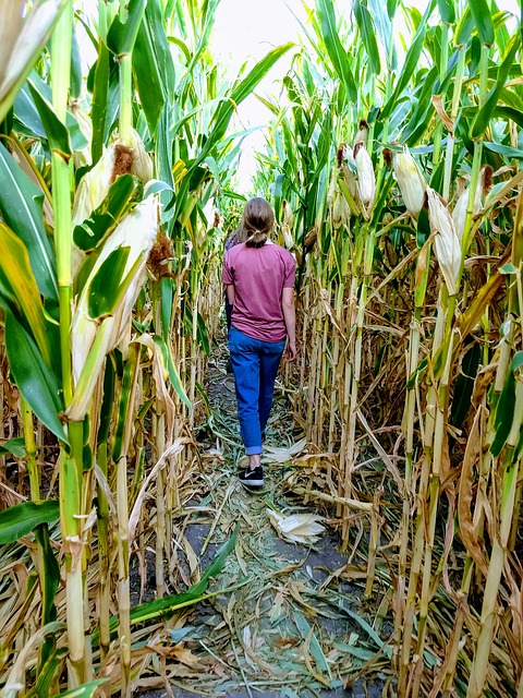 Find corn mazes, apple picking, and other family fun on local farms.