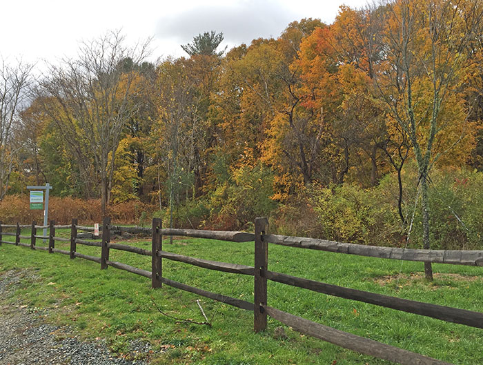 Fall colors starting up at Thomson Street Reservation