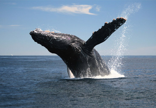 Whale watching is a popular Cape Ann activity.